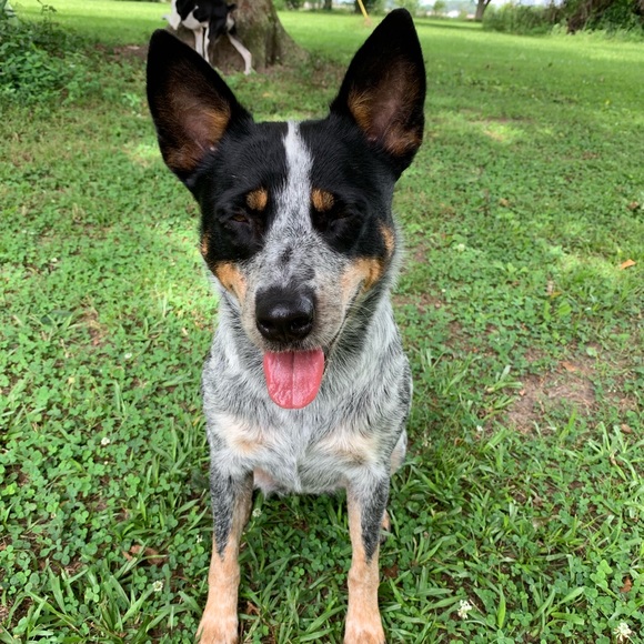 Meet your Posher, Mya - Picture 1 of 1